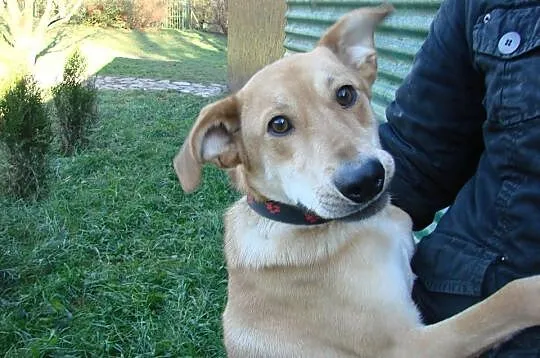 Biszkopcik wesoły psiak do adopcji