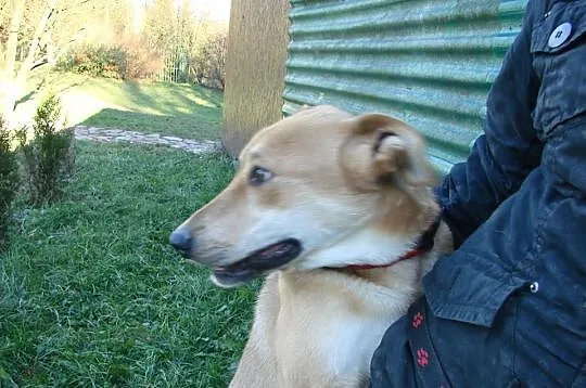 Biszkopcik wesoły psiak do adopcji