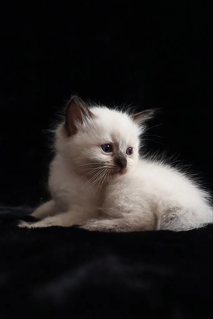 Ragdoll to nie tylko kot to też przyjaciel i koci towarzysz, Łódzkie, Piorunówek