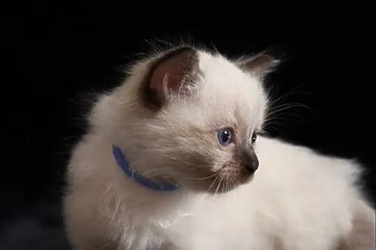 Ragdoll to nie tylko kot to też przyjaciel i koci towarzysz, Łódzkie, Piorunówek