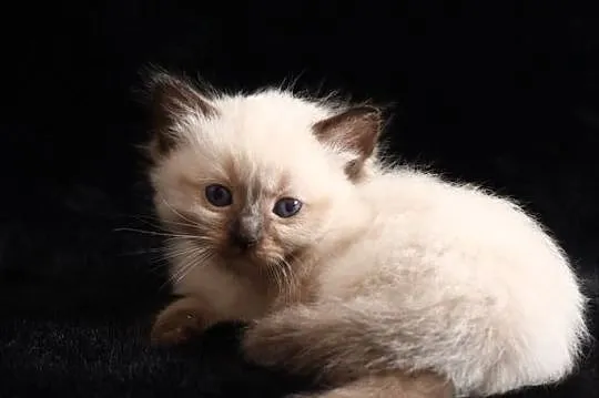 Ragdoll to nie tylko kot to też przyjaciel i koci towarzysz, Łódzkie, Piorunówek