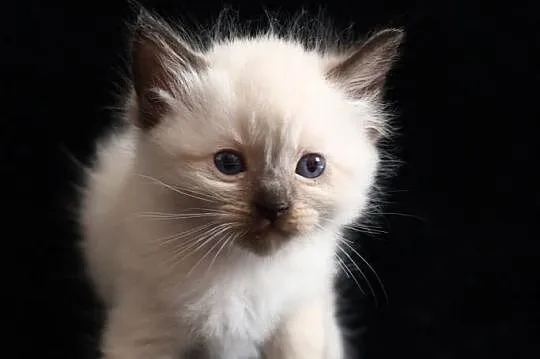 Ragdoll to nie tylko kot to też przyjaciel i koci towarzysz, Łódzkie, Piorunówek