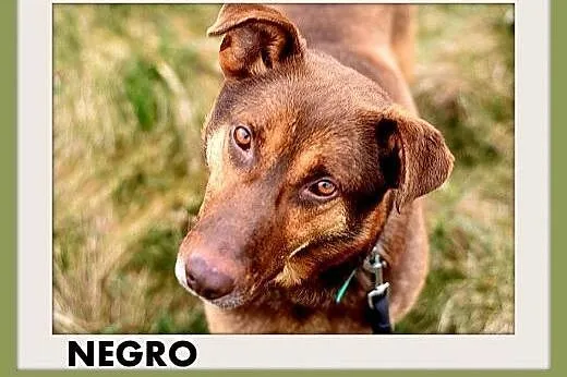 NEGRO,duży,aktywny,wesoły,towarzyski czekoladowy pies.ADOPCJA,  łódzkie Łódź