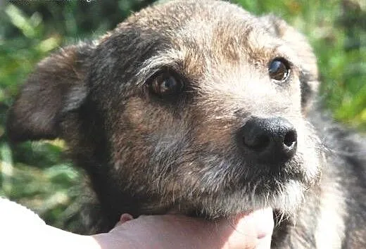 Jowi kochany, nieduży, przyjacielski psiak ADOPCJA