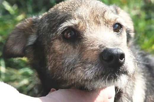 Jowi kochany, nieduży, przyjacielski psiak ADOPCJA