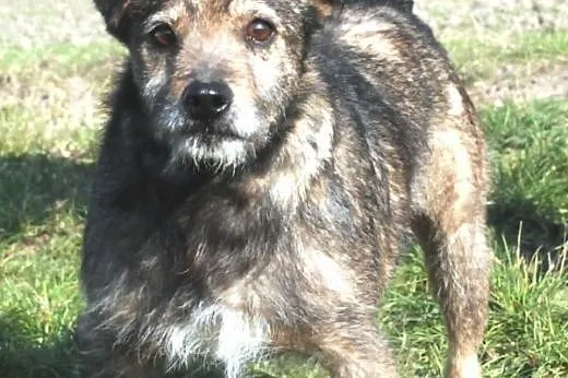 Jowi kochany, nieduży, przyjacielski psiak ADOPCJA