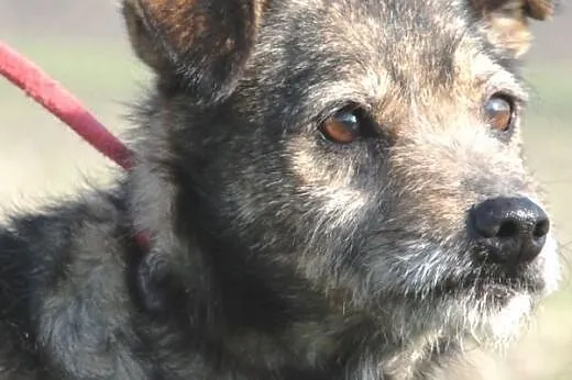Jowi kochany, nieduży, przyjacielski psiak ADOPCJA