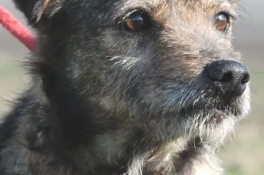 Jowi kochany, nieduży, przyjacielski psiak ADOPCJA