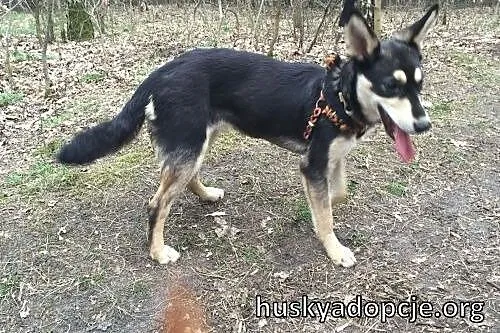 MOCCA- młoda i mądra suczka do adopcji,  mazowieckie Warszawa