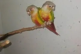 Papugi rudosterki