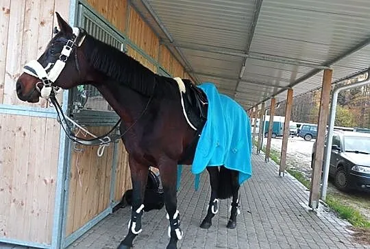 Współdzierżawa/ Dzierżawa, , 