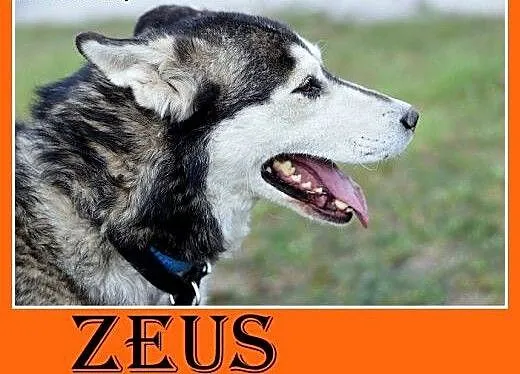 4 lata,husky,duży,łagodny,spokojny,towarzyski pies