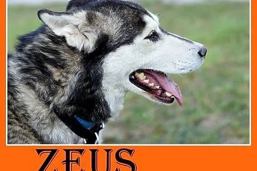4 lata,husky,duży,łagodny,spokojny,towarzyski pies