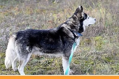 4 lata,husky,duży,łagodny,spokojny,towarzyski pies