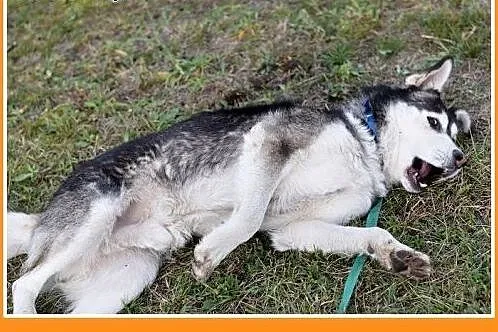 4 lata,husky,duży,łagodny,spokojny,towarzyski pies
