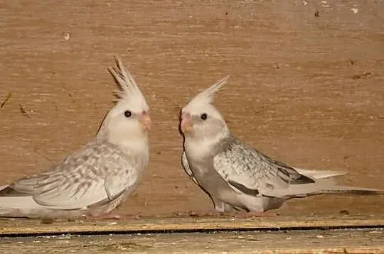 kupię nimfę Bialogłową samca