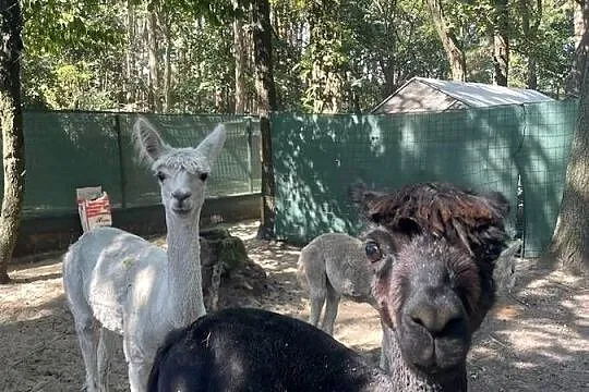Alpaki Suri Huacaya samica i 2 samce