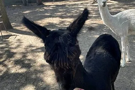 Alpaki Suri Huacaya samica i 2 samce, Mazowieckie, Warszawa