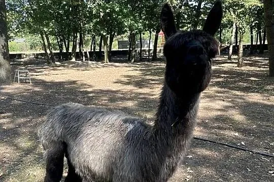Alpaki Suri Huacaya samica i 2 samce, Mazowieckie, Warszawa