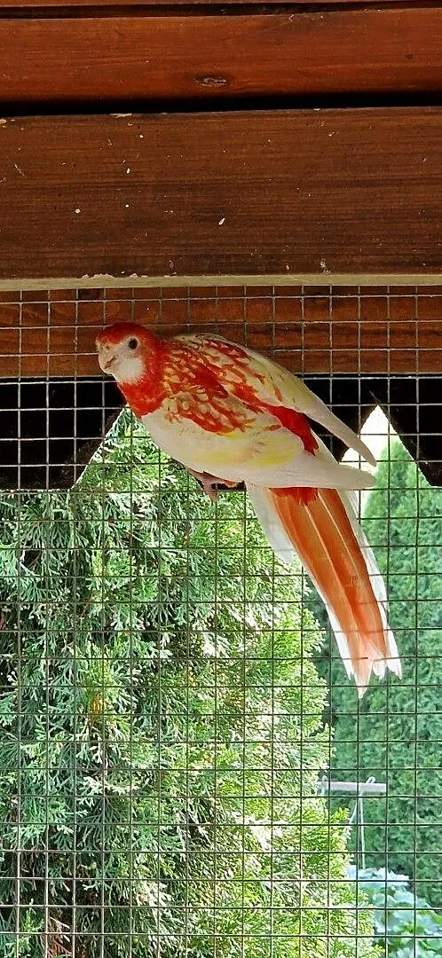 Rozelle bialolice świergotka, Mazowieckie, Kaski