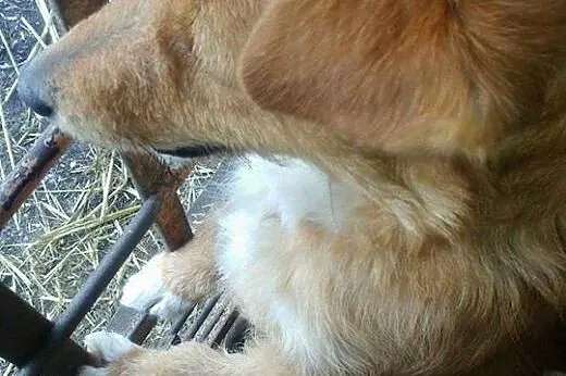 Sami młody energiczny psiak szuka pilnie kochającego domku,  Kundelki cała Polska