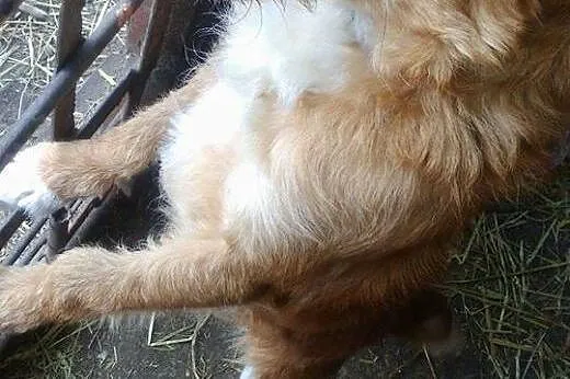 Sami młody energiczny psiak szuka pilnie kochające