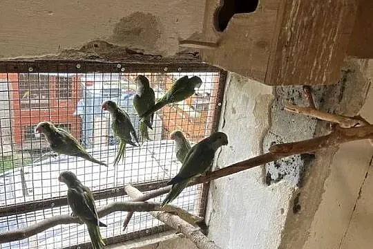 Mnicha nizinna stado 9 szt, Łódzkie, Wieruszów