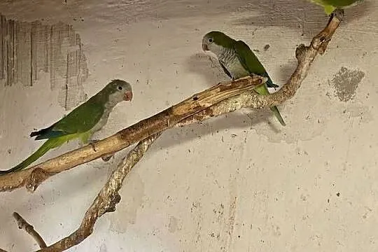 Mnicha nizinna stado 9 szt, Łódzkie, Wieruszów