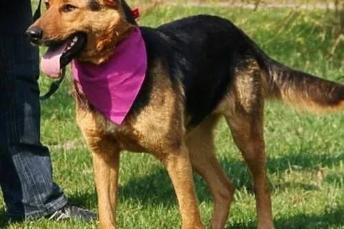 Schela, piękna sunia w typie owczarka niemieckiego