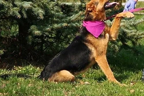 Schela, piękna sunia w typie owczarka niemieckiego