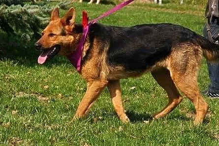 Schela, piękna sunia w typie owczarka niemieckiego