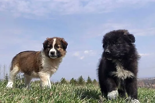 Border Collie - Pies do pasienia na gospodarstwo, pełna dok., Podkarpackie, Iwonicz