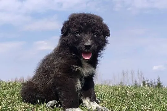 Border Collie - Pies do pasienia na gospodarstwo, pełna dok., Podkarpackie, Iwonicz