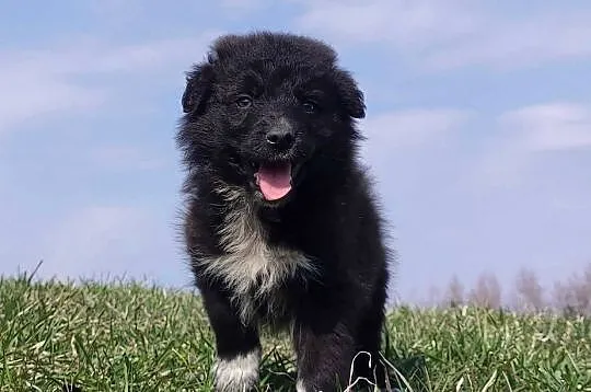 Border Collie - Pies do pasienia na gospodarstwo, pełna dok., Podkarpackie, Iwonicz