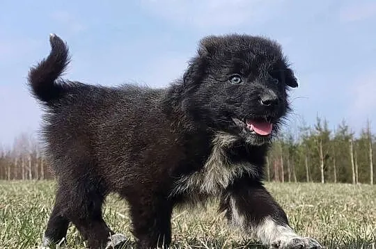 Border Collie - Pies do pasienia na gospodarstwo, pełna dok., Podkarpackie, Iwonicz