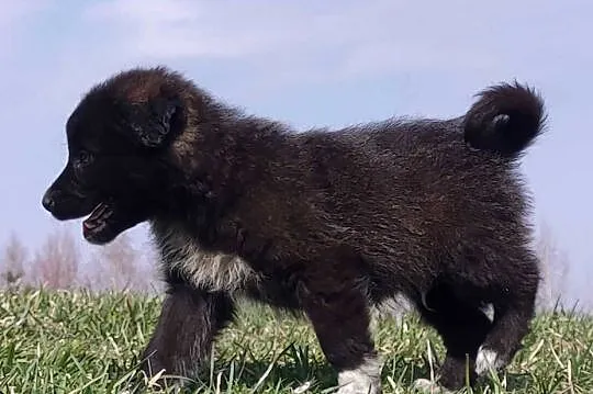 Border Collie - Pies do pasienia na gospodarstwo, pełna dok., Podkarpackie, Iwonicz