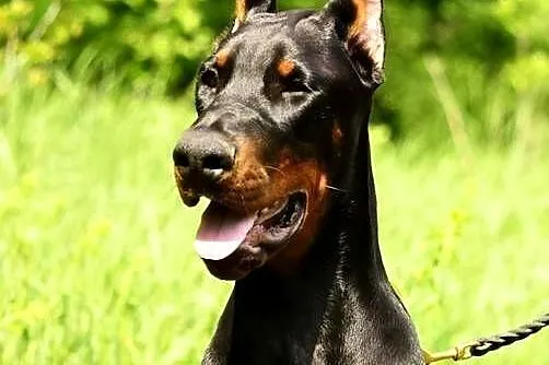 Szczeniak dobermana