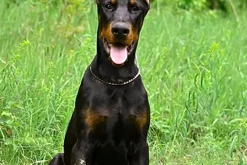 Szczeniak dobermana, Łódzkie, Stryków