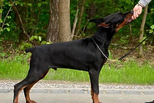 Szczeniak dobermana, Łódzkie, Stryków