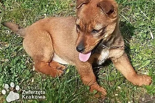 Maleńka Luna &#8211; wesoła sunia,  małopolski