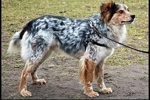 2 letni KROPEK szuka domku…takiego na za