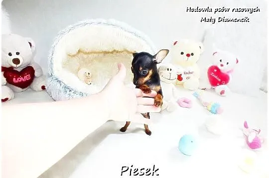 Pinczer miniaturowy- Ratlerek, tzw.sarenka, MINI Piesek nr1 do REZERWACJI !