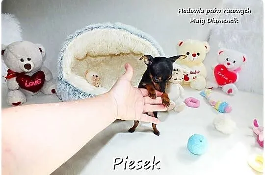 Pinczer miniaturowy- Ratlerek, tzw.sarenka, MINI Piesek nr1 do REZERWACJI !, Lubuskie, Żary