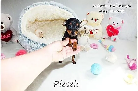 Pinczer miniaturowy- Ratlerek, tzw.sarenka, MINI Piesek nr1 do REZERWACJI !, Lubuskie, Żary