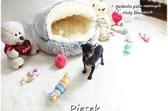 Pinczer miniaturowy- Ratlerek, tzw.sarenka, MINI Piesek nr1 do REZERWACJI !, Lubuskie, Żary