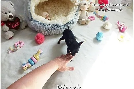 Pinczer miniaturowy- Ratlerek, tzw.sarenka, MINI Piesek nr1 do REZERWACJI !, Lubuskie, Żary