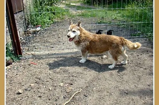 8 kg,szorstkowłosy,spokojny,towarzyski,kontaktowy 