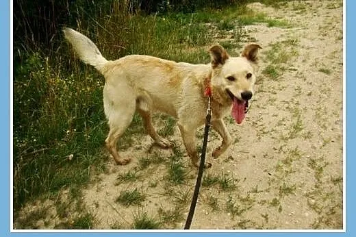 Średni,płowy pies BLONDYN,energiczny,towarzyski,we