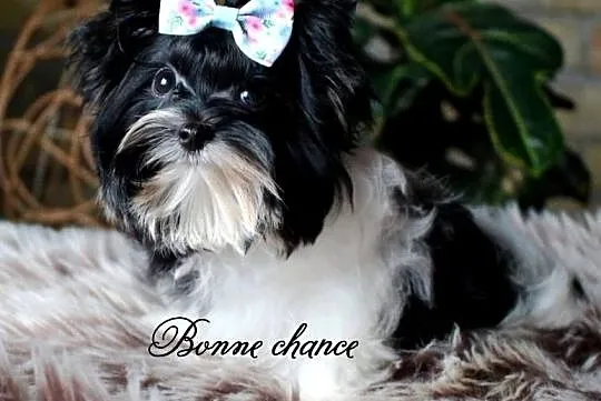 Yorkshire terrier biewer laleczka