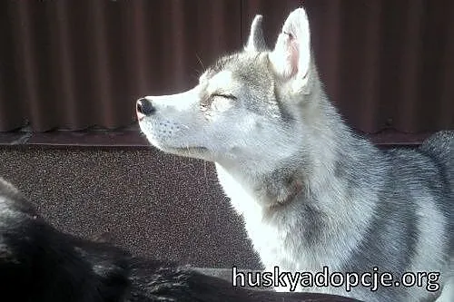ARAK- kochany szczeniak husky do adopcji,  mazowie